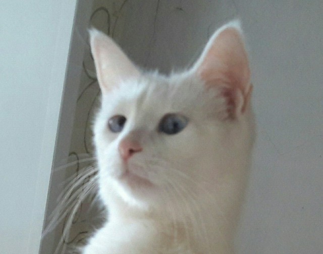 Забавные фото котеек