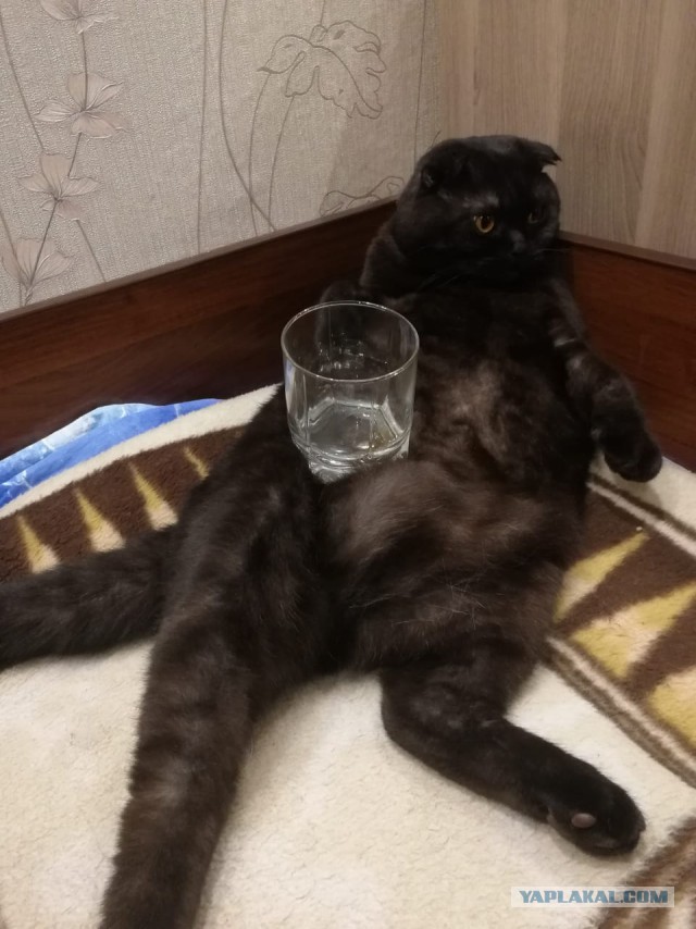 Как спят наши животины....