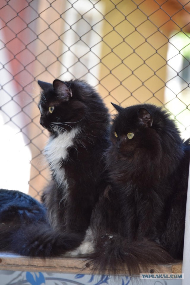 Котовторник 18.06.2019