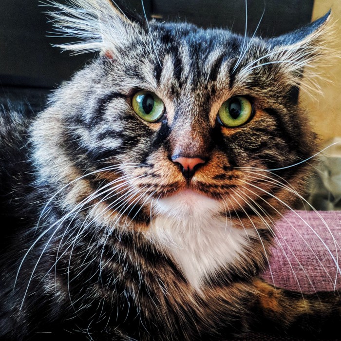 Котовторник 18.06.2019