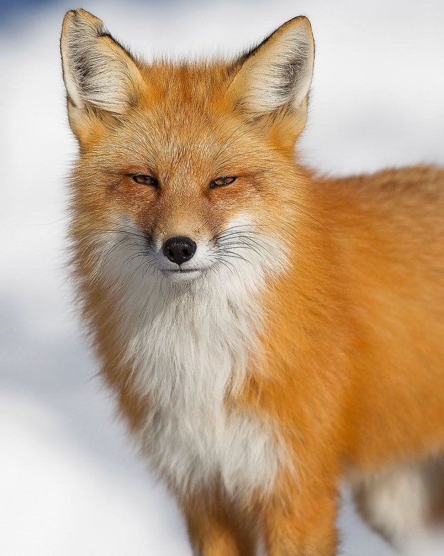 Животинки разной фото