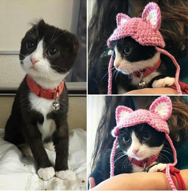 Забавные фото котеек