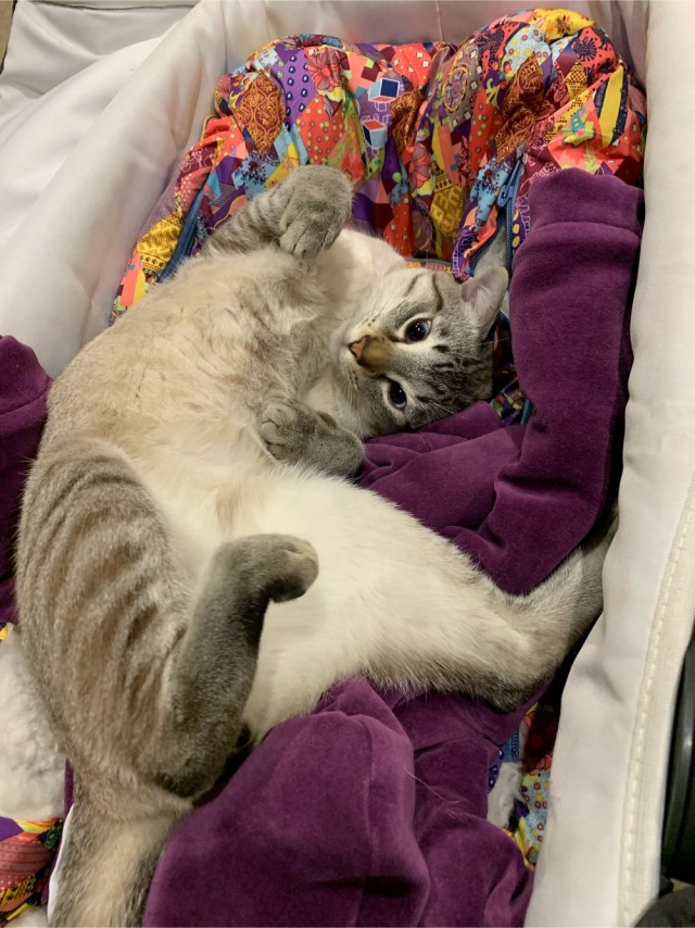 Котейка. Позитива пост. Эволюция?