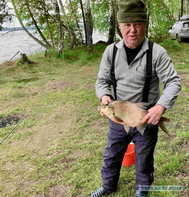 Сардины с зеленым майонезом. С Днем Рождения Люда Vinodelprofi.