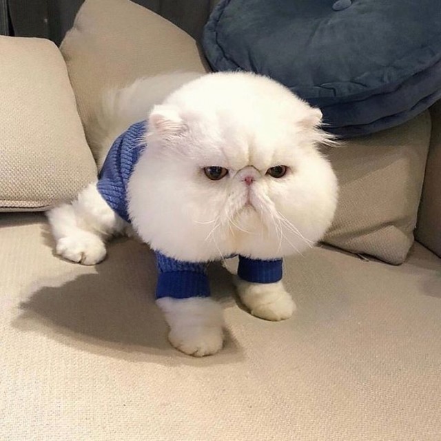 Эти забавные животные