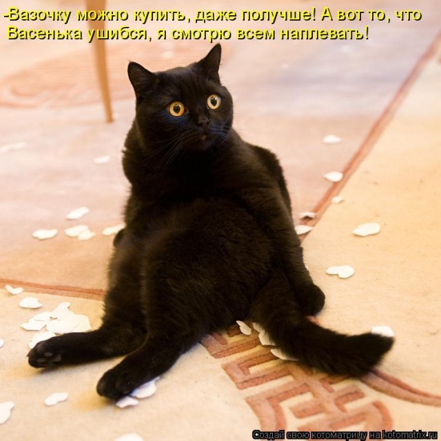 Кошка упала прохожему на голову