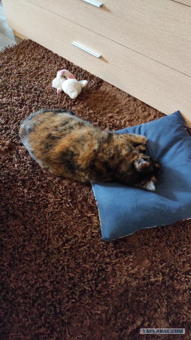 Котовторнику быть!