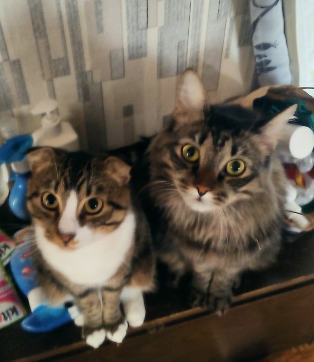 Котовторник!
