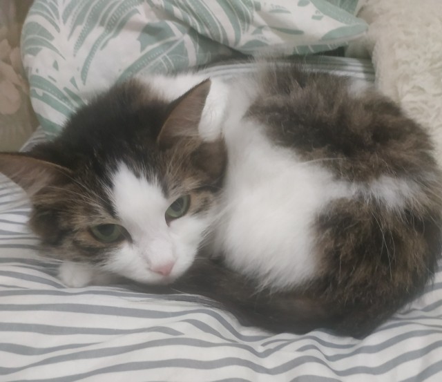 Котовторник!