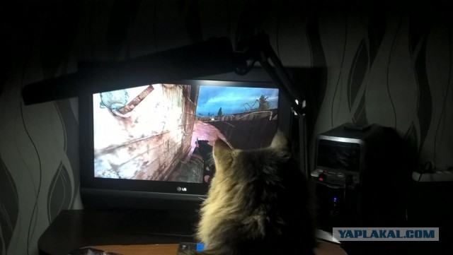 Даешь котовторник!