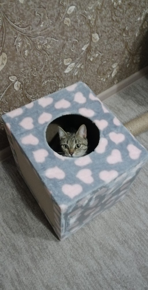 Даешь котовторник!