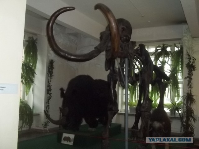 Живу в Красноярске