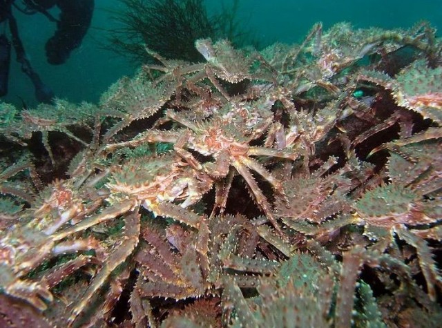 В Норвегии Александр поймал 35 русских лососей, которые могут стать угрозой для норвежских нерестовых рек