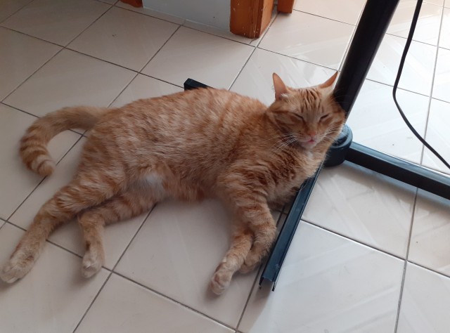 Погнали! С котовторником, други!