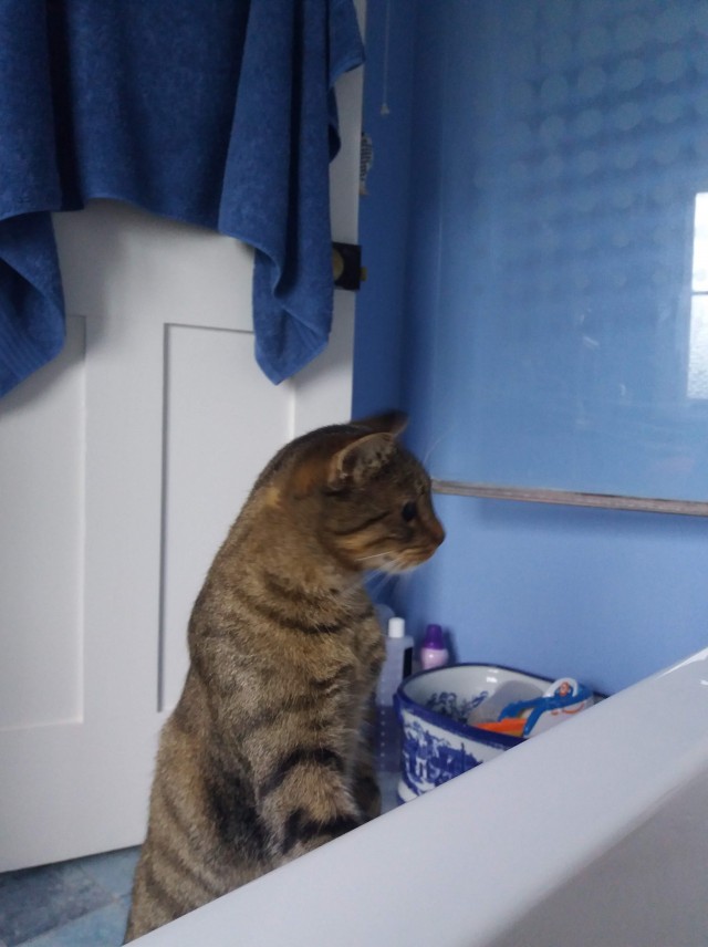 Котам начхать на вашу приватность