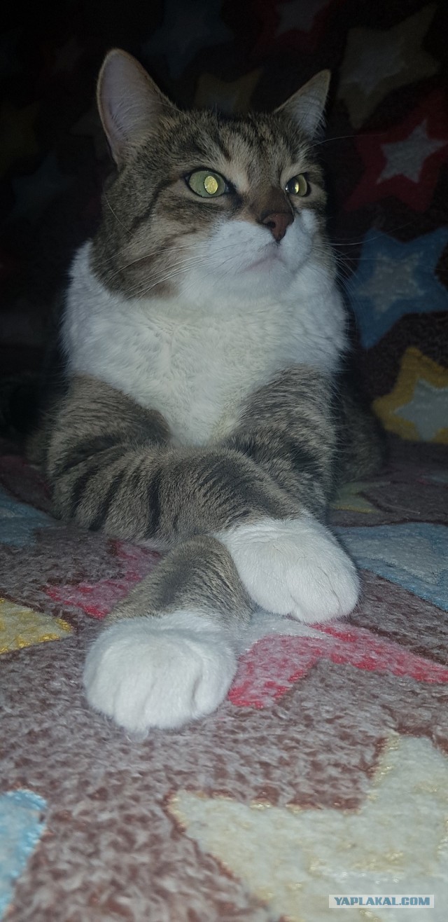 Котовторник. Февраль