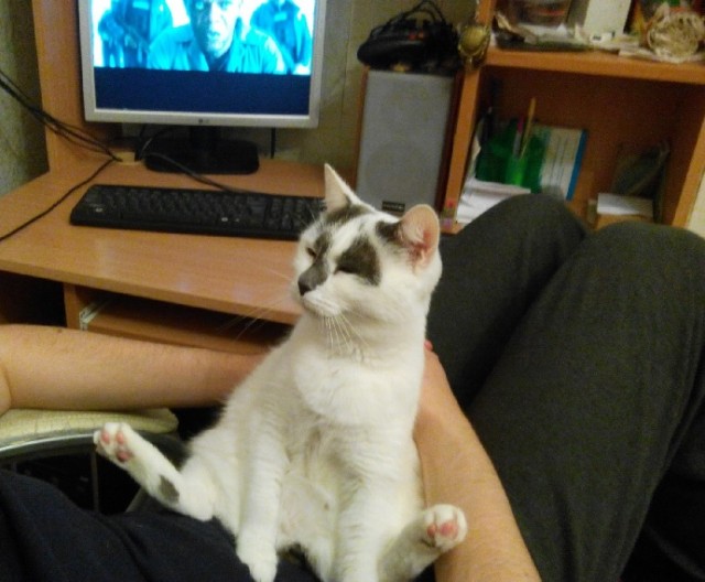 Котовторнику посвящается