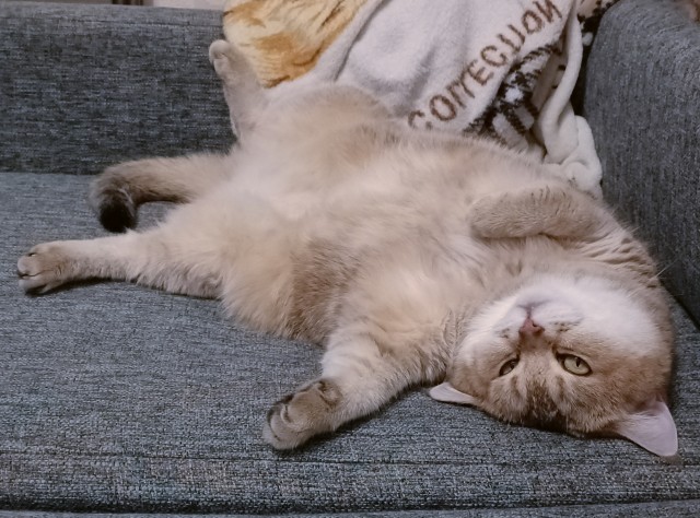 С праздником и котофторником!