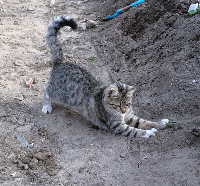 Кот д’Ивуар