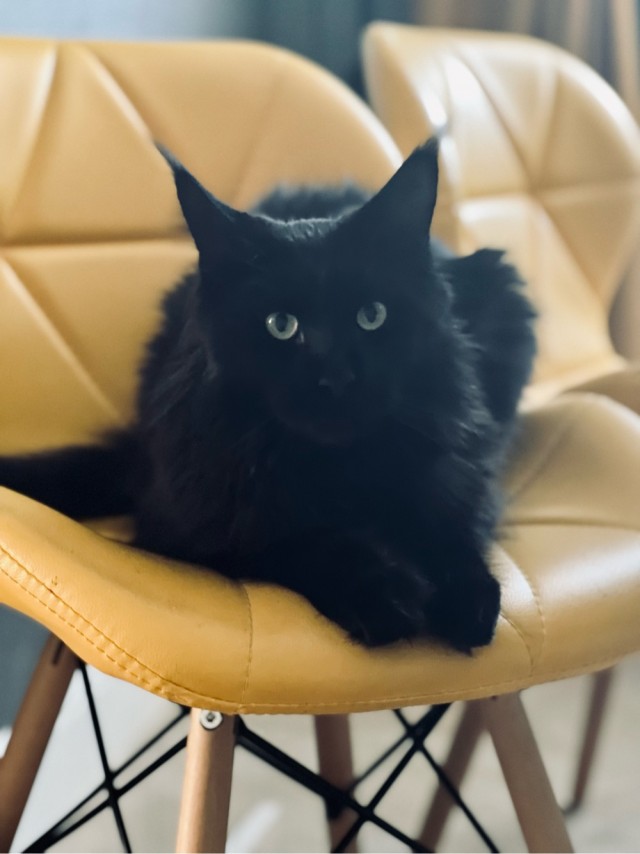 Нам годик в котовторник
