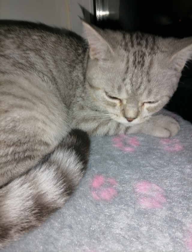 На котовторник