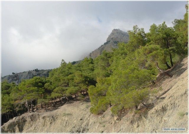 Крым. Мыс Ая. Деревья моря.