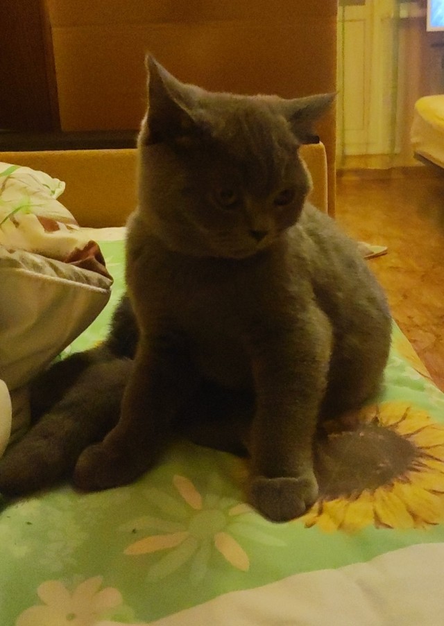 КисОВторнику быть! Всех с Новым Годом!