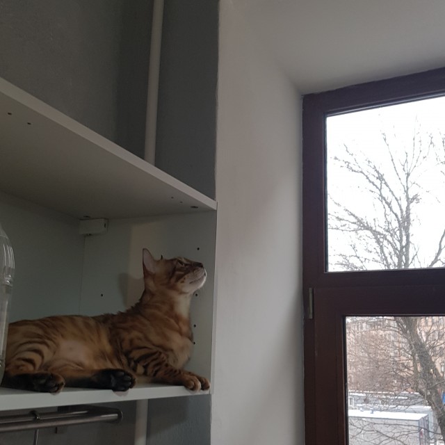 Котовторник 17.01.23