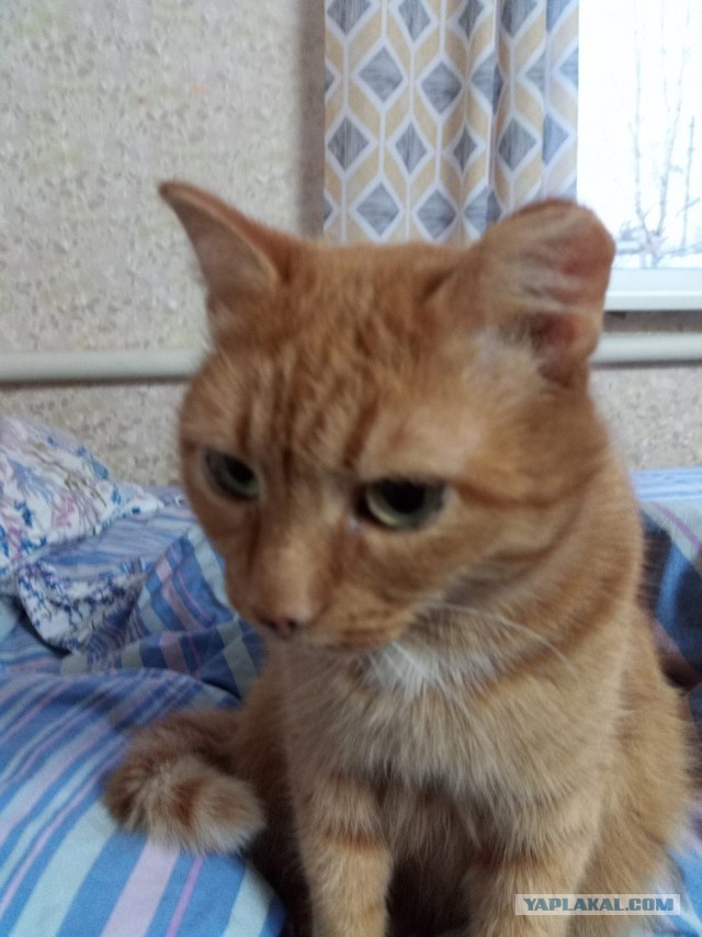 Кот Василий