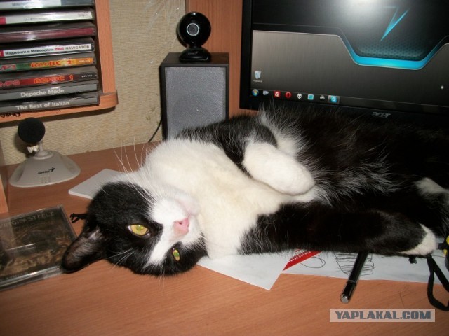 Котовторник 09.04.2013