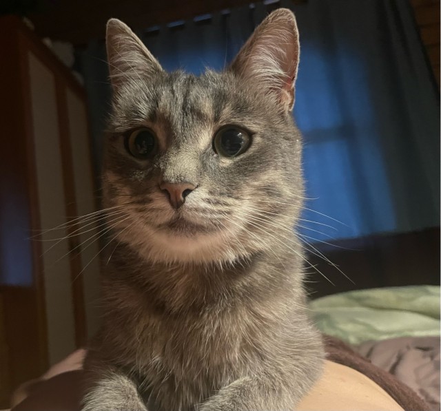 Начинаем котофторник?