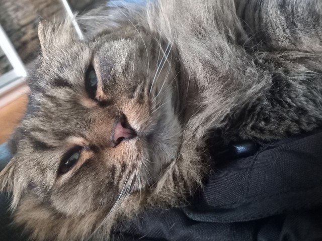 Не только котовторник, а еще и Всемирный день кошек!