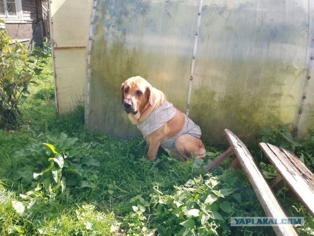 Жизнь домашнего приюта для котеек 457
