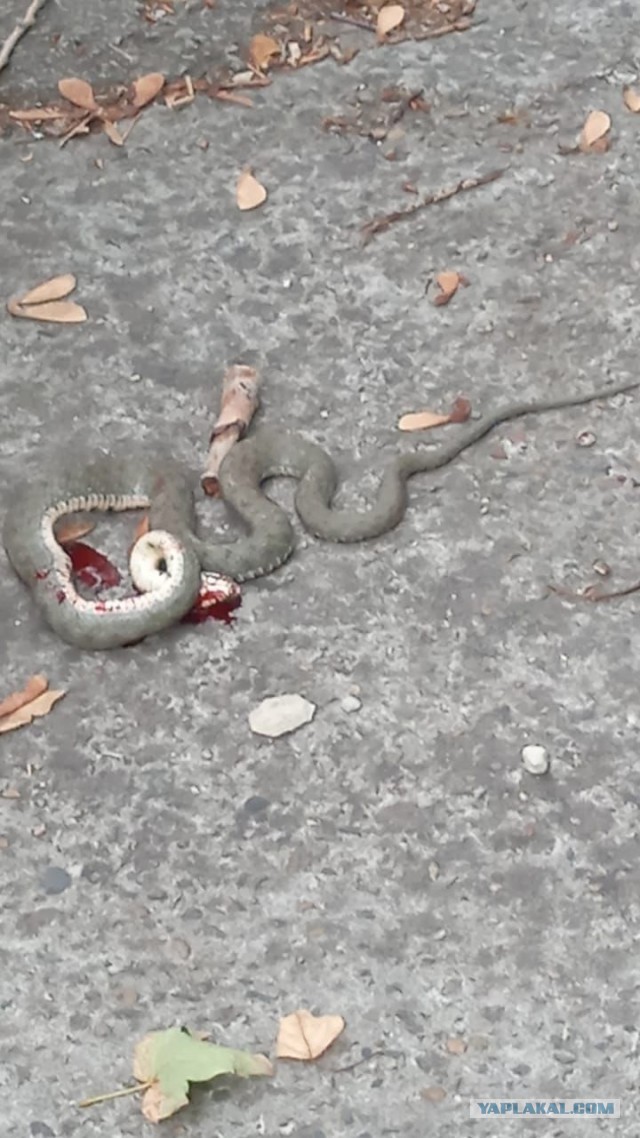 Змея заползла на территорию детского сада Новороссийска