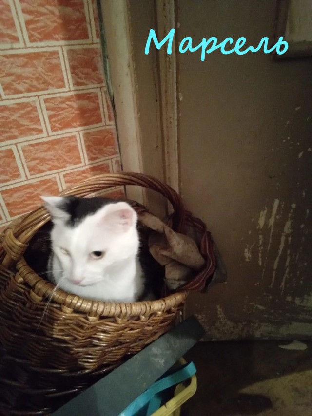Жизнь домашнего приюта "Котоленд" 413