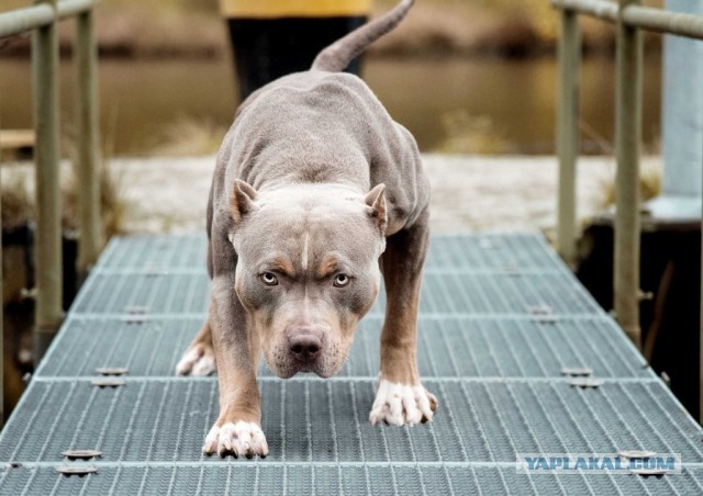 Собака разорвала лицо четырехлетней девочке и откусила палец няне