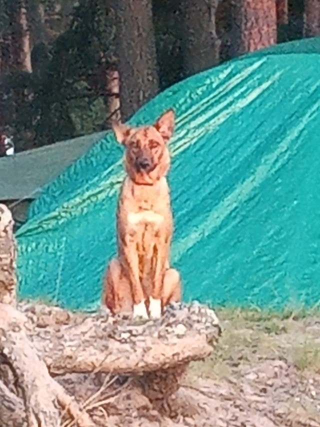 Собакочетверг