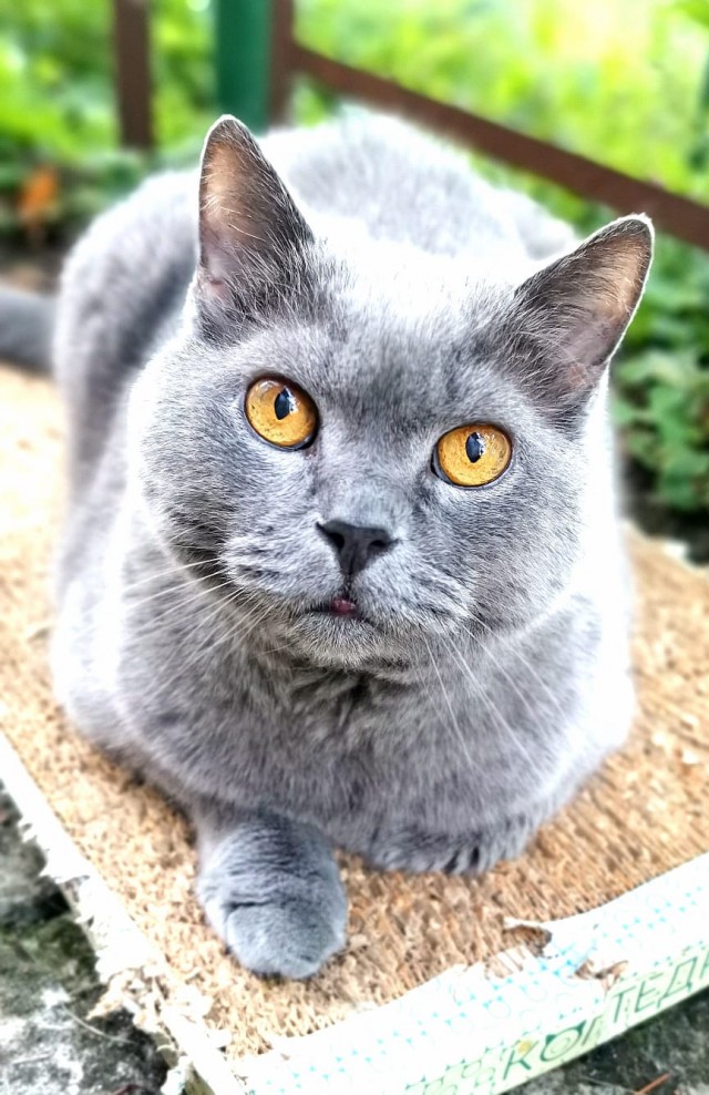 Котовторник уже пришёл?