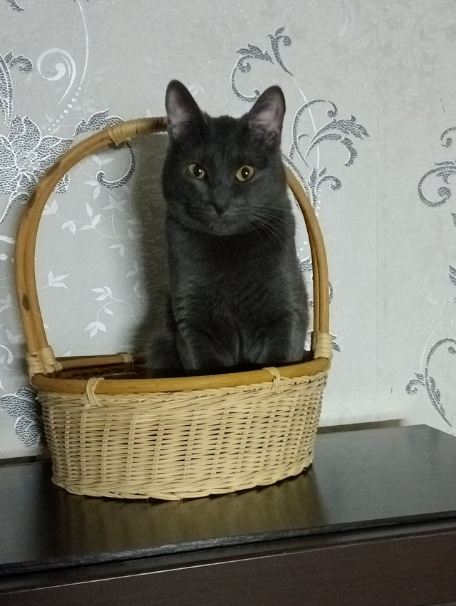 Кошкопортрет