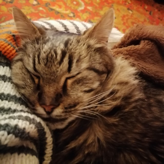Кот дня