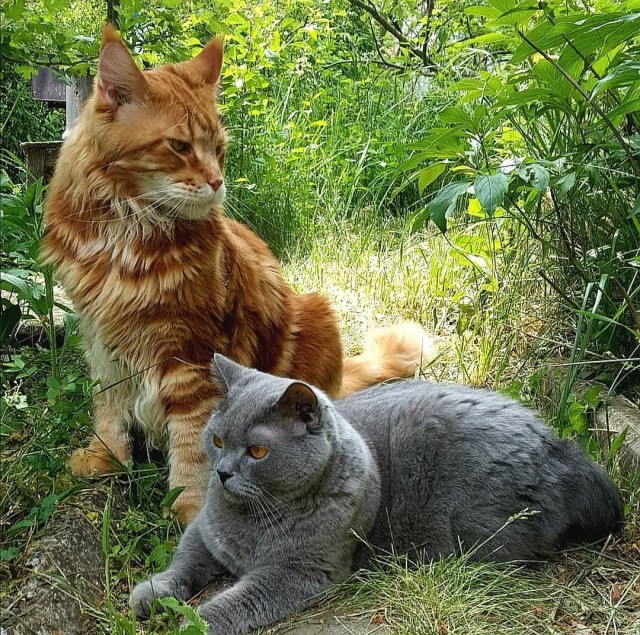 Коты деревенской породы