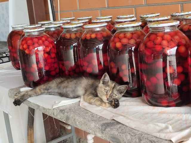 Котовторник!