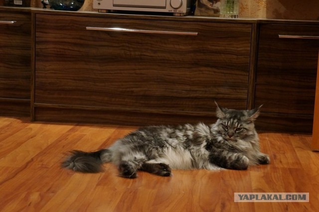 Немного о  Мейн Куне.