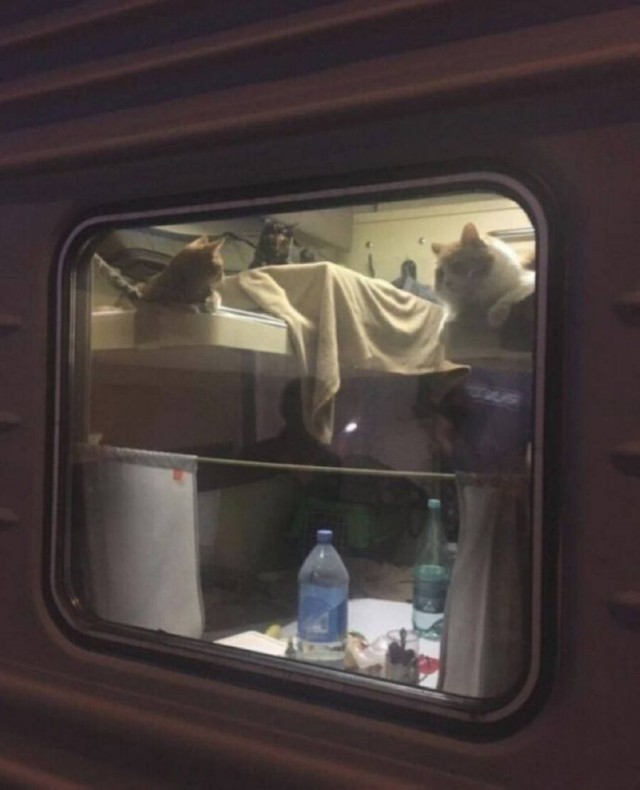 Веселое настроение в картинках 24.07.25