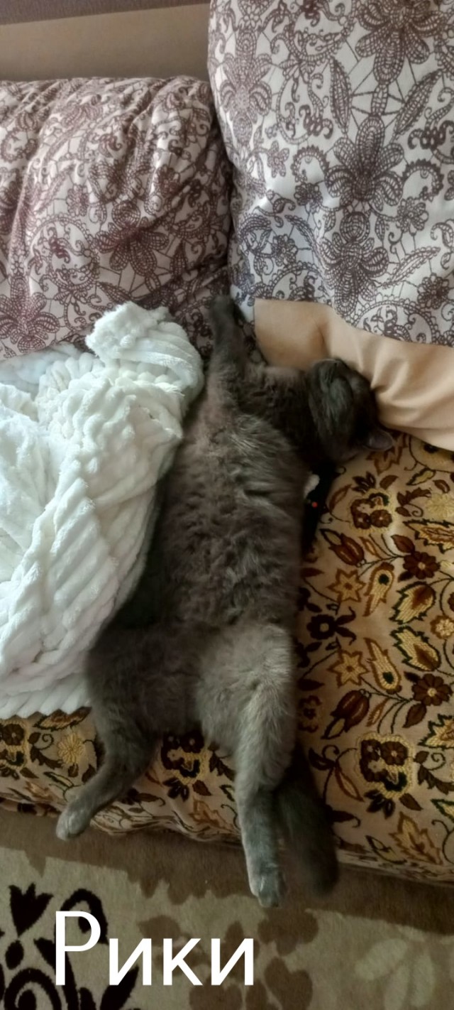 Жизнь домашнего приюта "Котоленд" 506