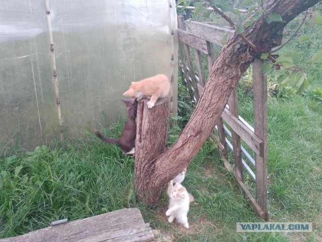 Жизнь домашнего приюта для котеек 557