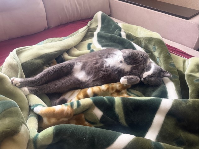 Котовторник.Наши модели