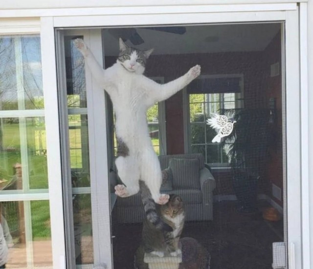 Чутка кошек