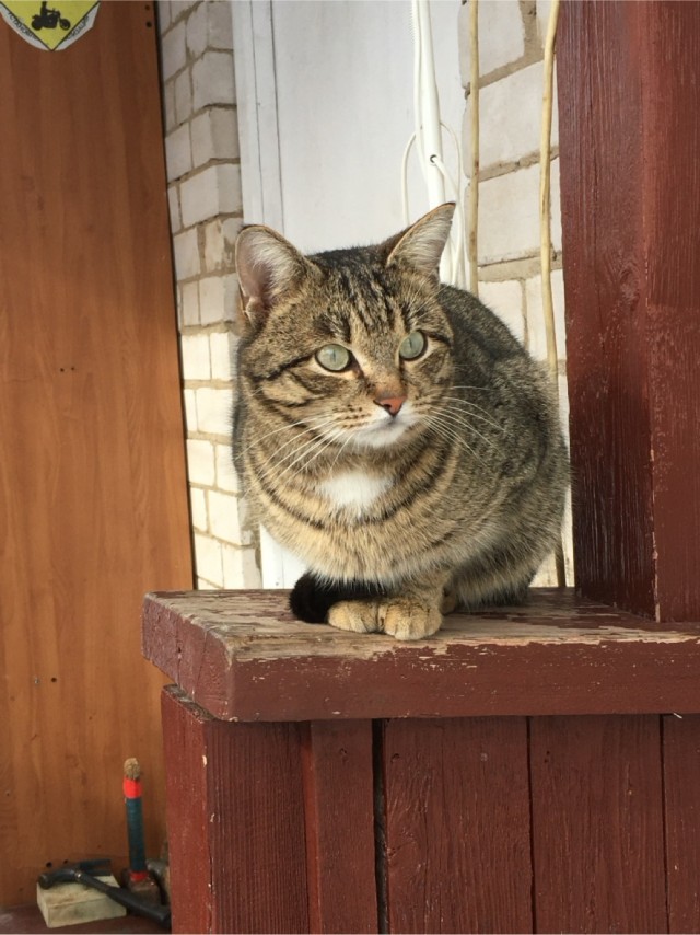 Котовторник же!