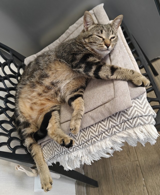 Котовторник,  кот Марс.
